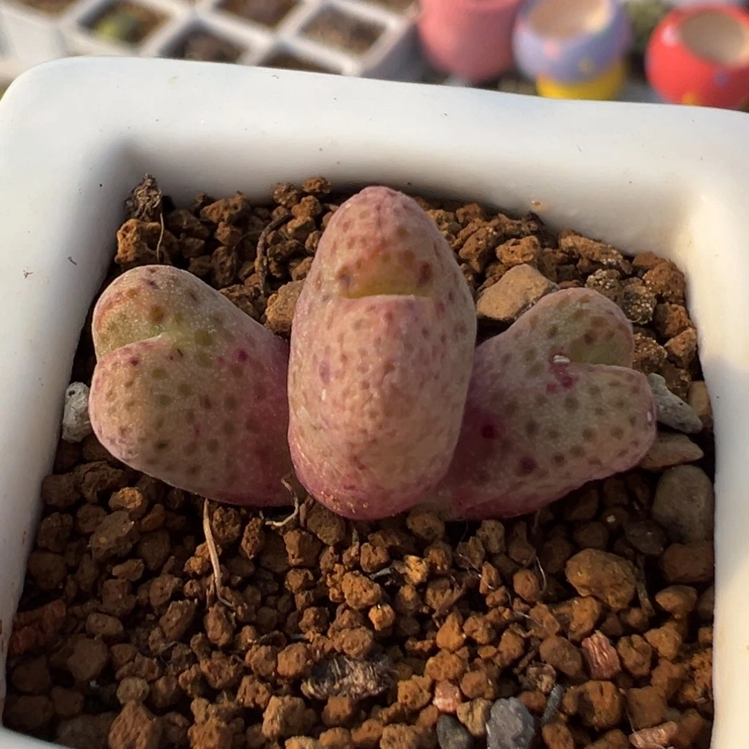 100多肉植物百科知识