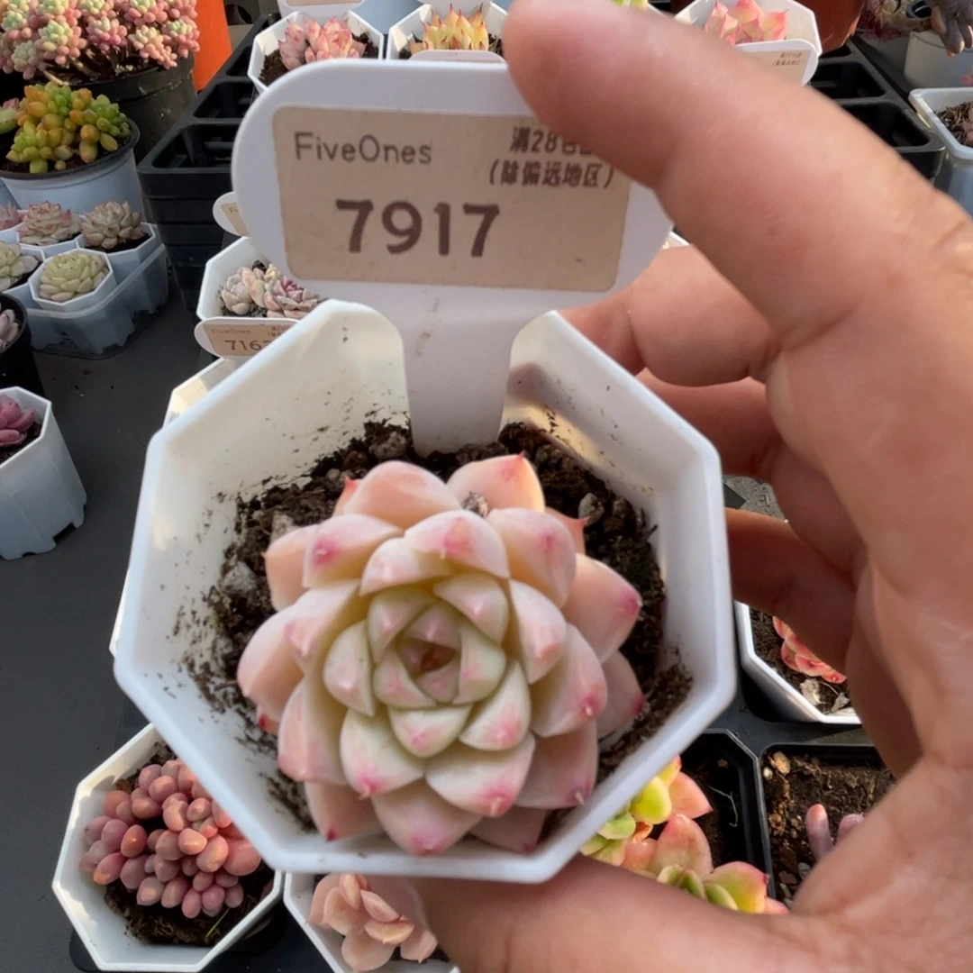 7917桃熏女王 4.0厘米