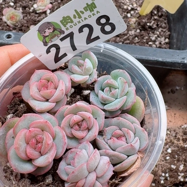 多肉植物多肉植物