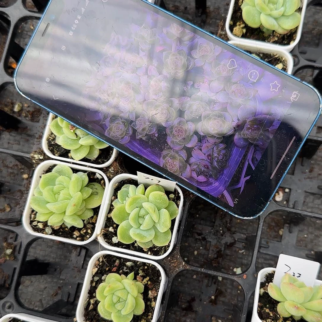 717 甜心盆1 号床一个满25包邮