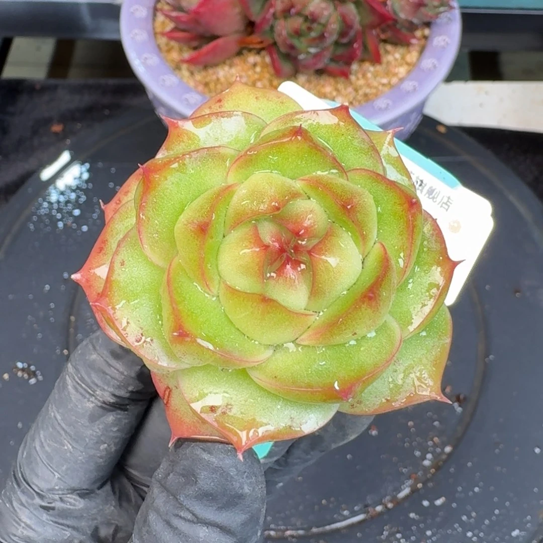 从前慢多肉精选编号1226.184