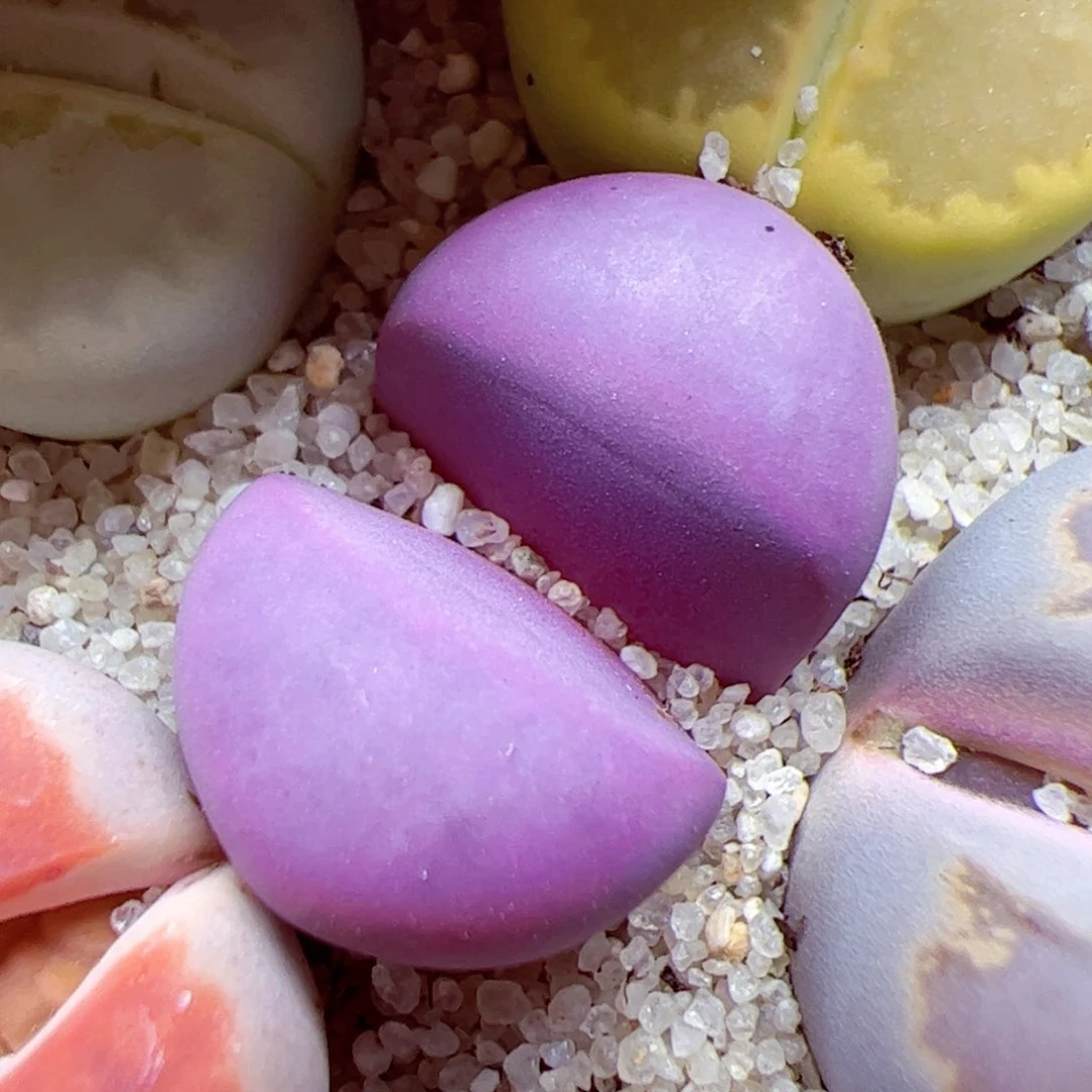 116优秀的肉肉105