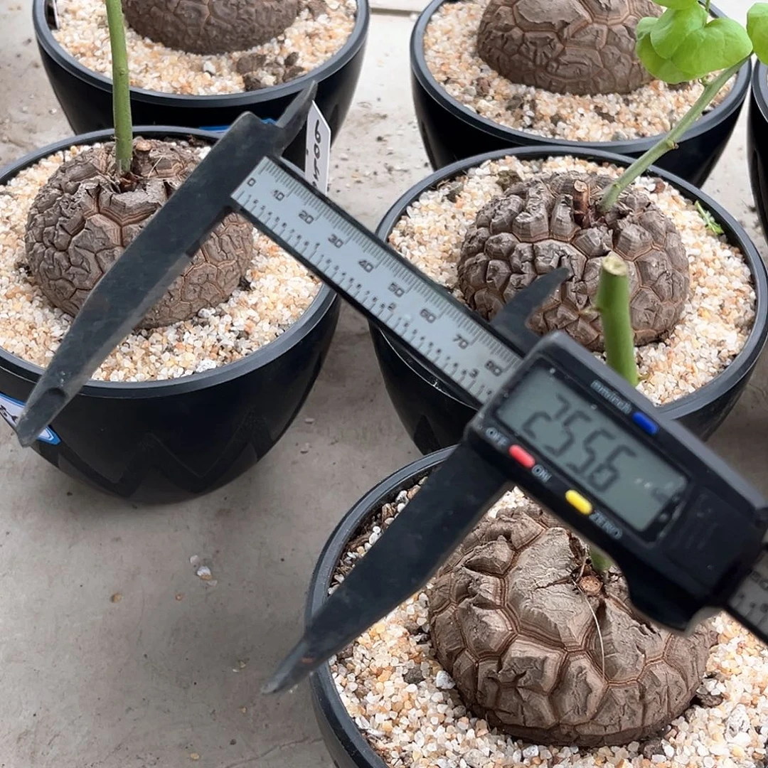 t***o潮流植物优选南非龟