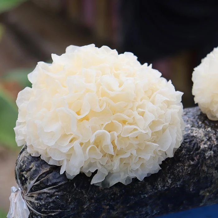 古田新鲜银耳600g当季新采5朵高山生态银耳煲汤白木耳银耳羹