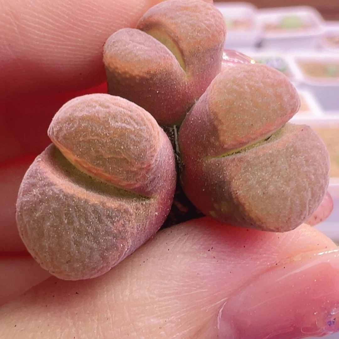 开播福利特特特特特