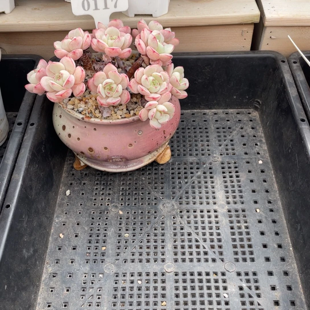 丶**勺发货寄养啦啦啦啦啦啦啦啦啦啦