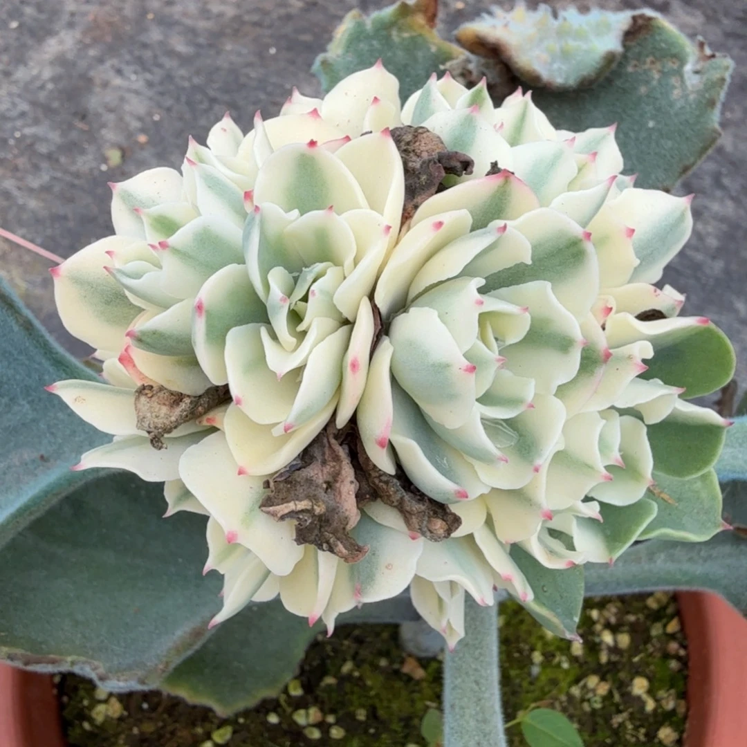 海啸锦腹轮锦群生多肉锦