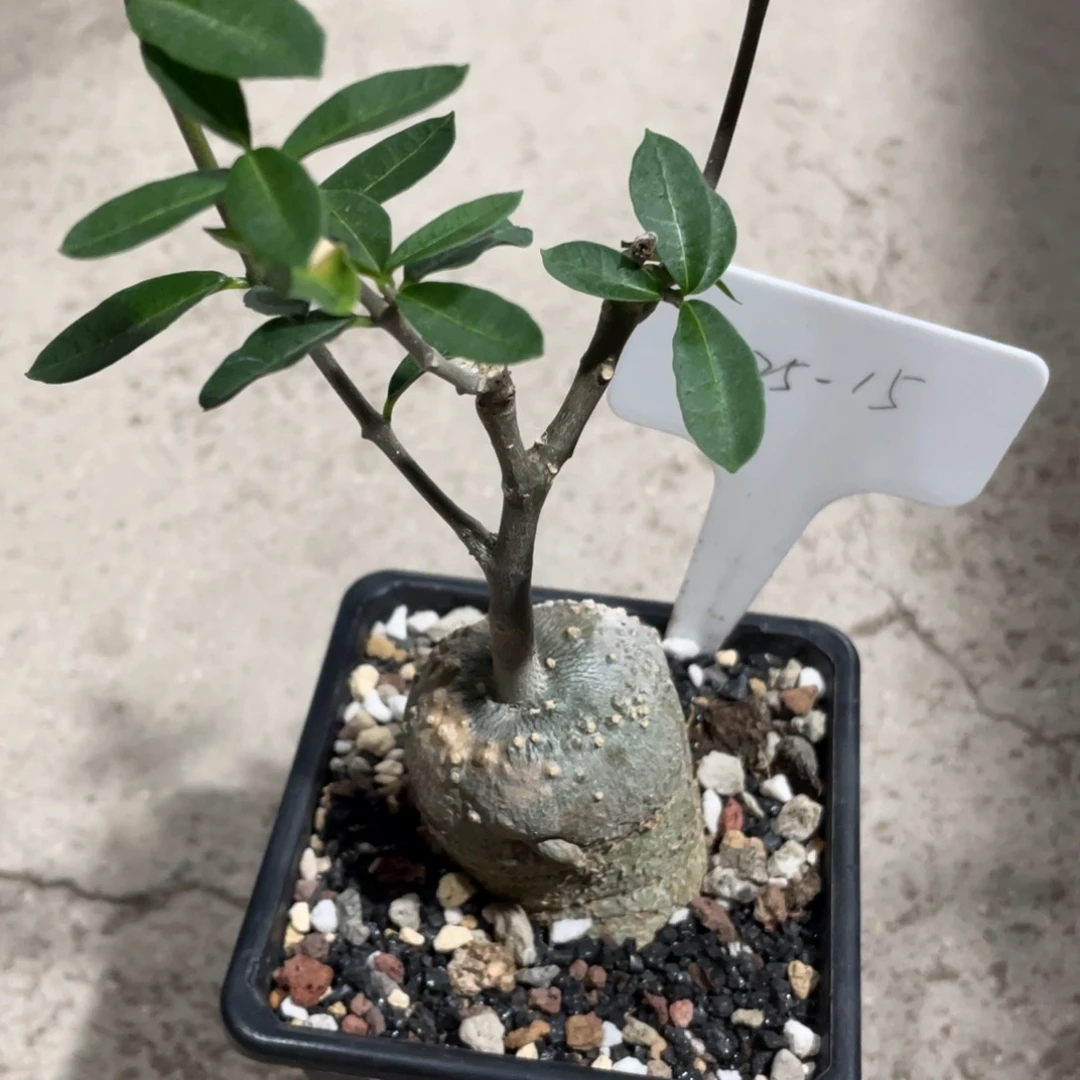 火星人，块根植物