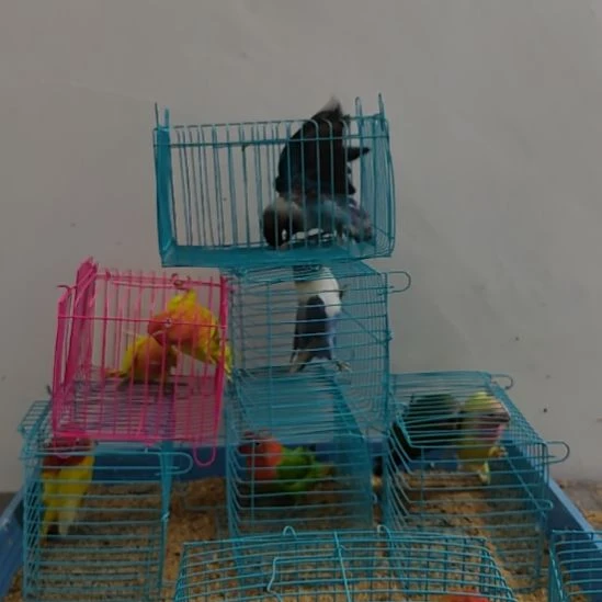 虎皮鹦鹉牡丹鹦鹉鹦鹉1只