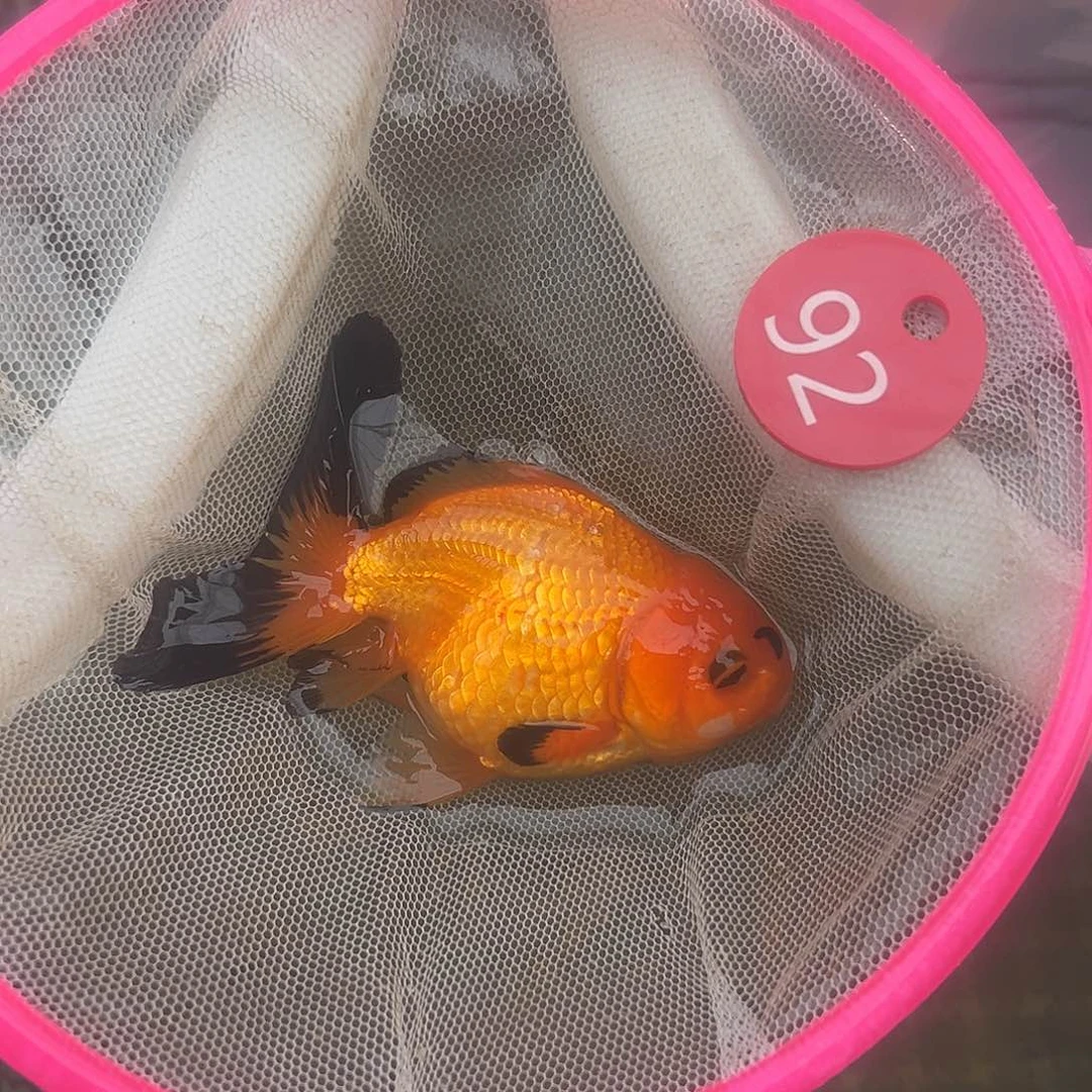 海水鱼短尾将军泰狮