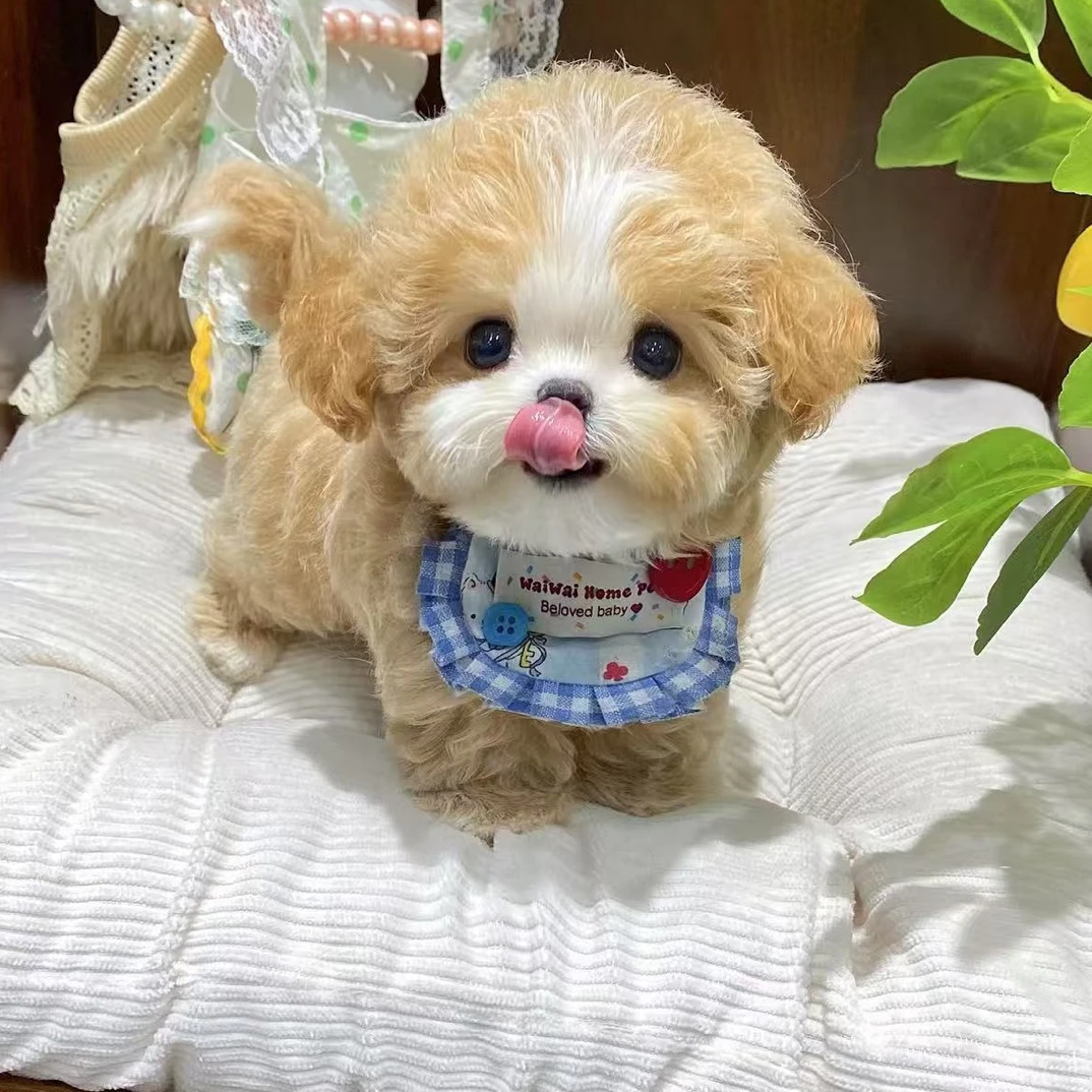 宠物狗狗小型犬不掉毛泰迪比熊泰迪熊马尔济斯可卡布约克夏