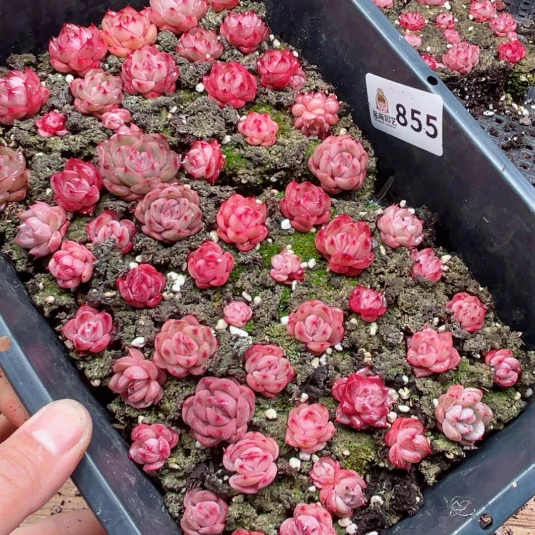 闲****月多肉植物多肉植物