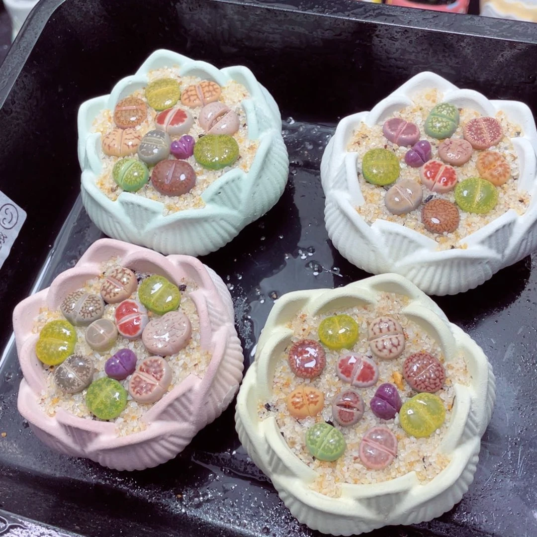 w22222-莲花速干生石花，一份一盆量拍