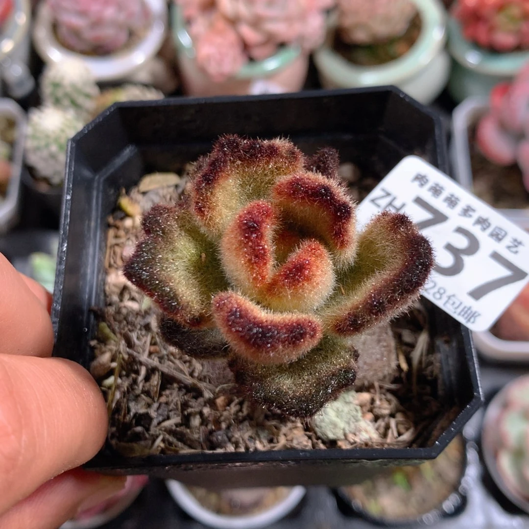 5CM拇指盆精控多肉ZH737