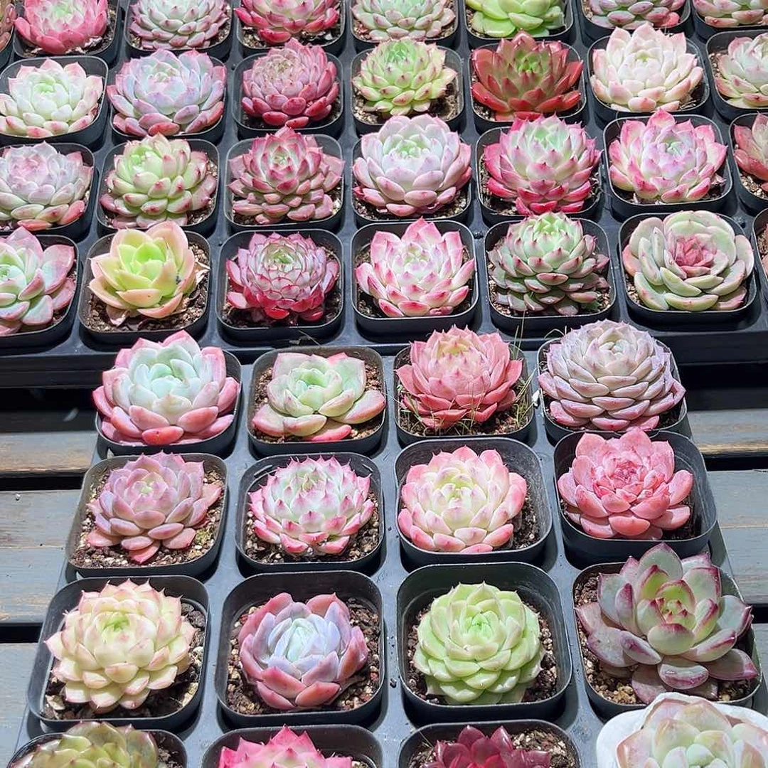 木16颗19.9 6.5cm口径黑方盆单头含盆含土量拍