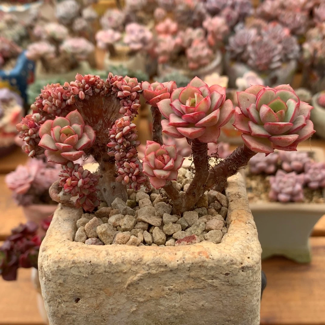 艾格尼丝玫瑰缀 006