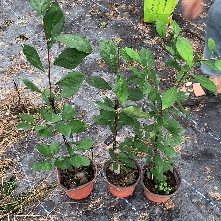 无花朵龙凤呈详嫁接苗35.8