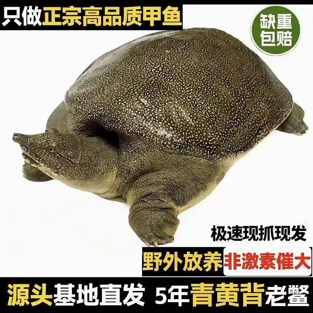 今日特价(两只装共3.5斤公鱼)黄背一黄底一黄油一只卖外塘甲鱼