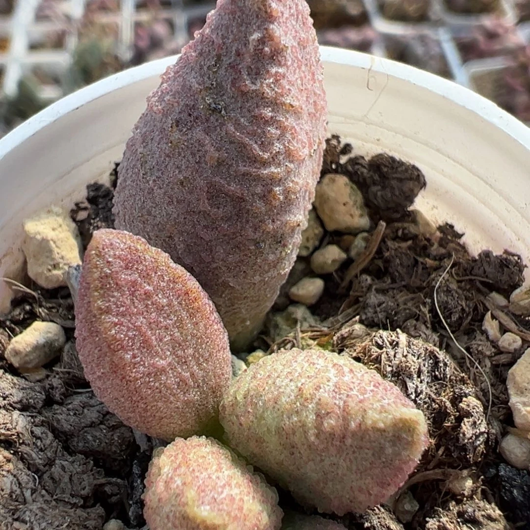 双子座多肉植物水泡