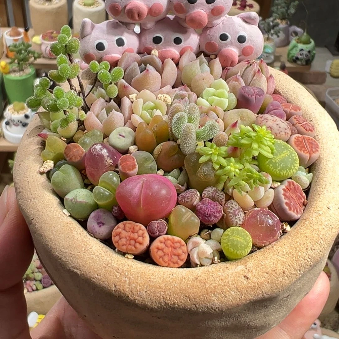 多肉植物33号花海
