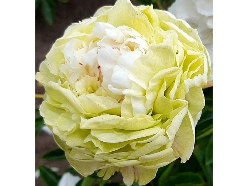 国产品种【立夏绿】芍药花苗