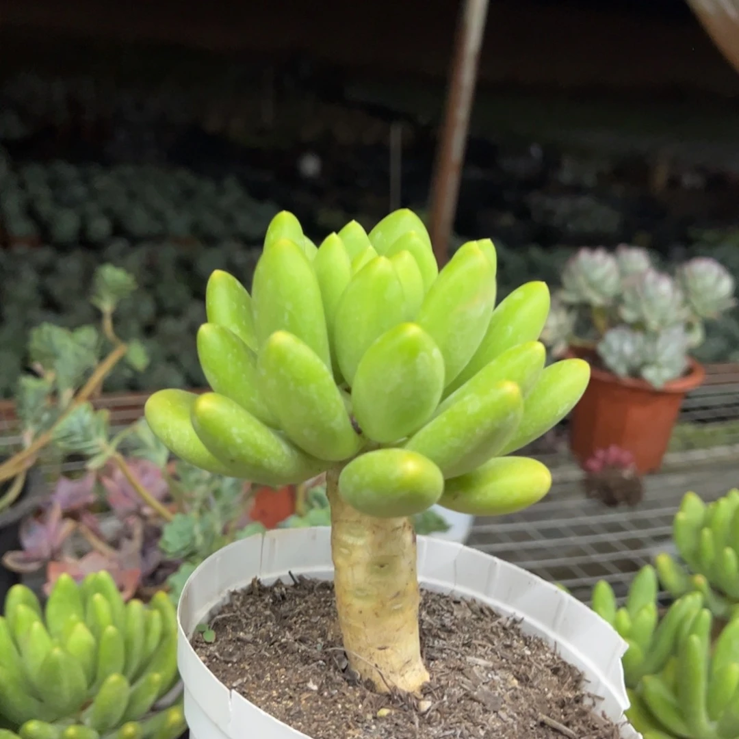 金蟾大单头老桩多肉