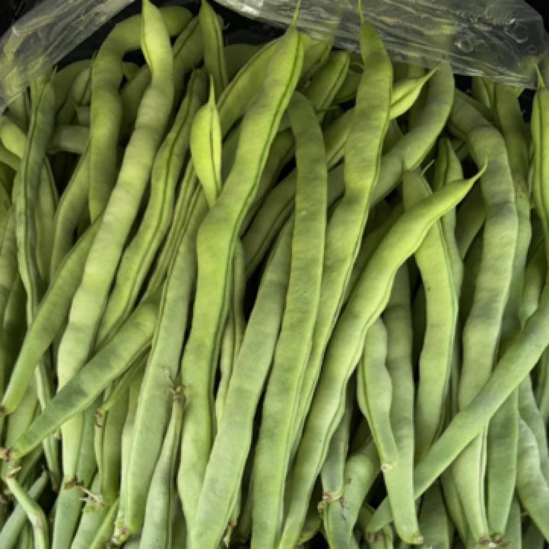 贵州露天种植四季豆