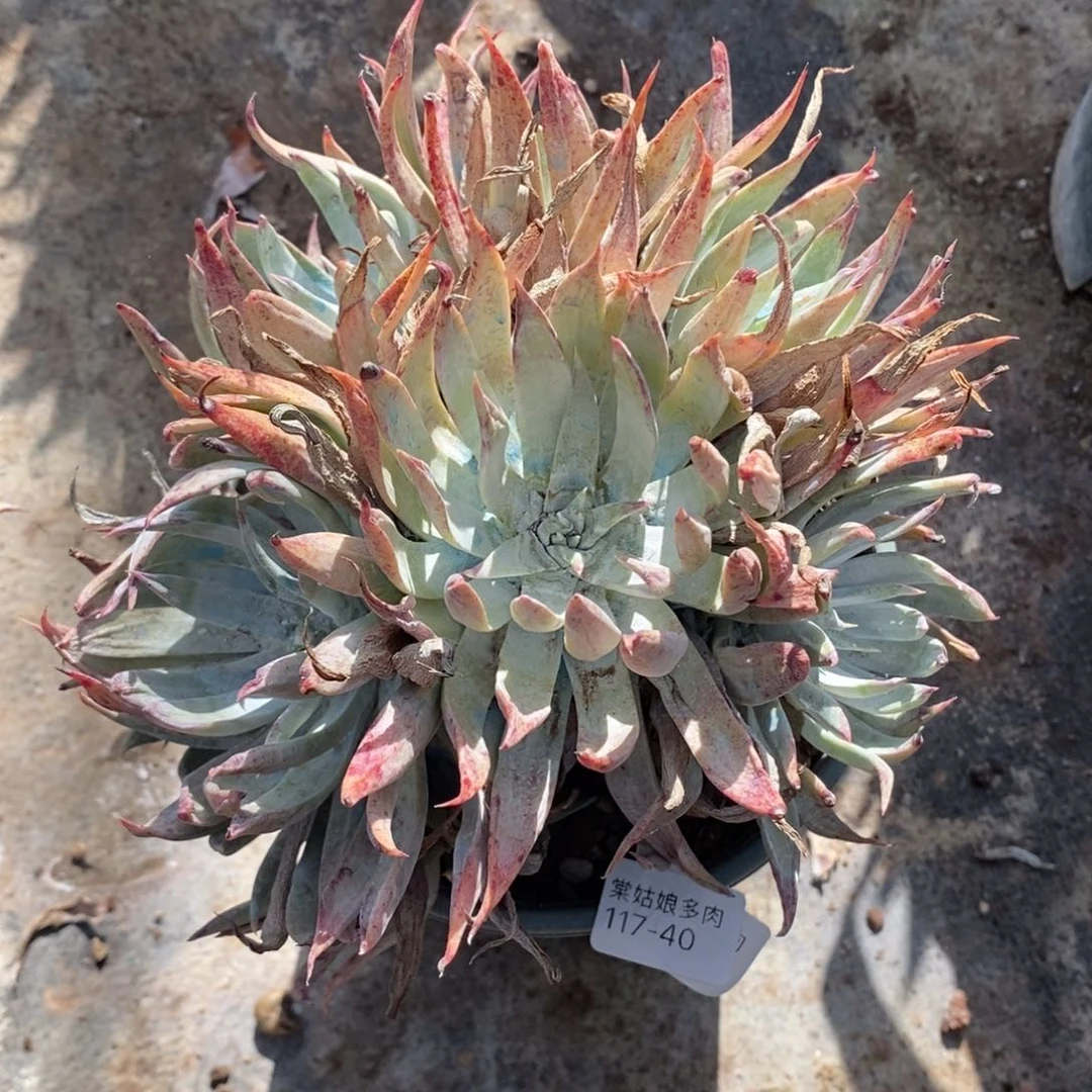 40号法瑞杂粗腿子群