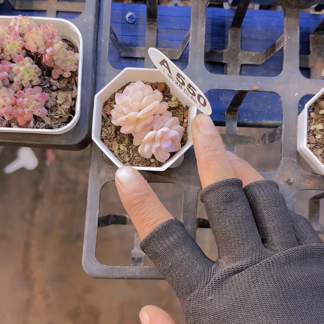 梦**境A550糖心一物一拍