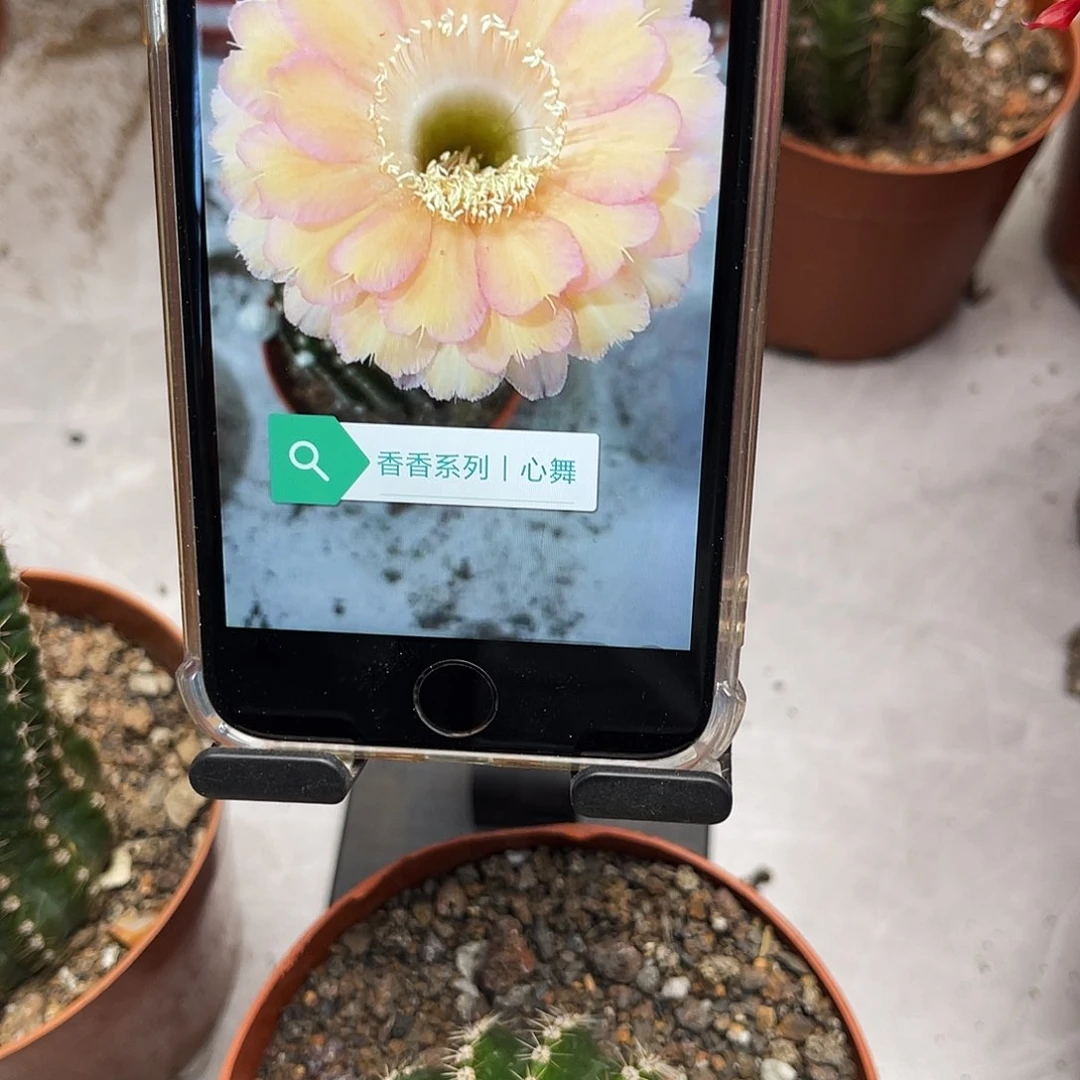 彩草心舞5公分左右