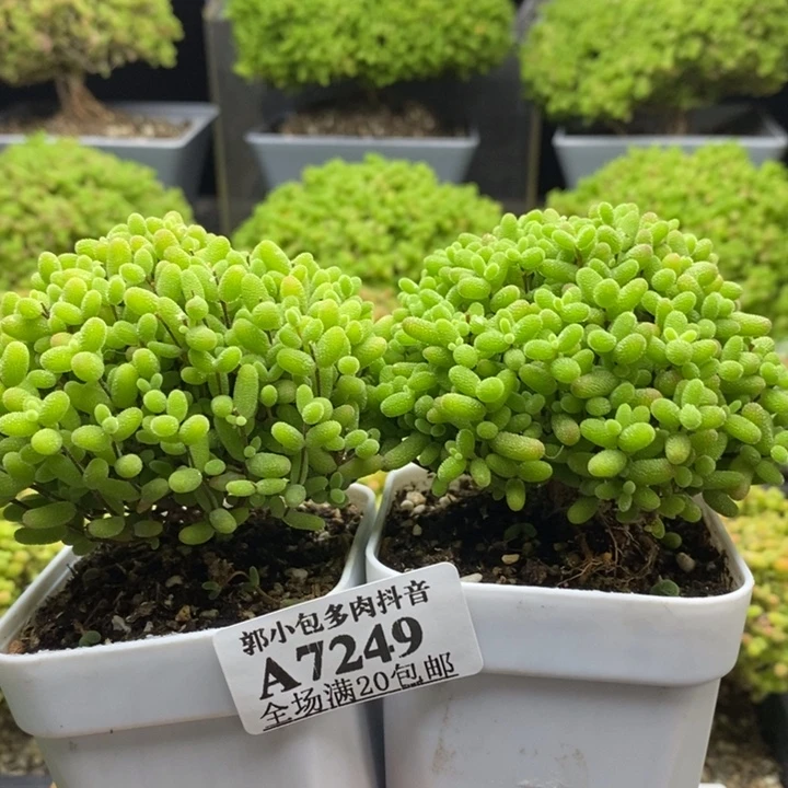 慕***)蜜橘糖球组合7249枝干番杏