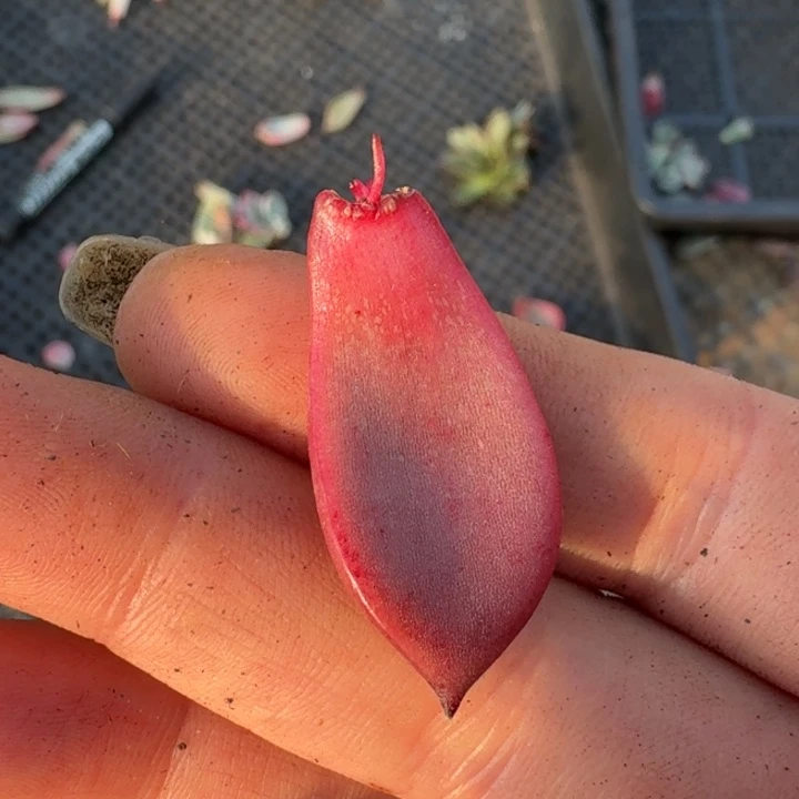 罗密欧叶片一物一拍