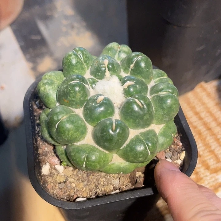 无花朵实生无刺象牙一物一拍