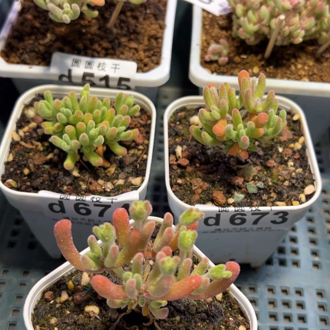 【闪购商品】早****?d515671673674送675