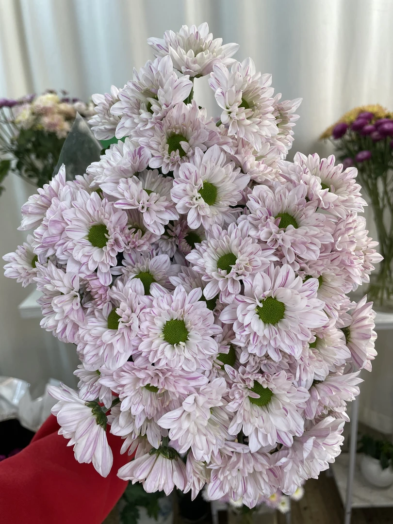 新品花努力滇之桃全店1-5扎1个运费