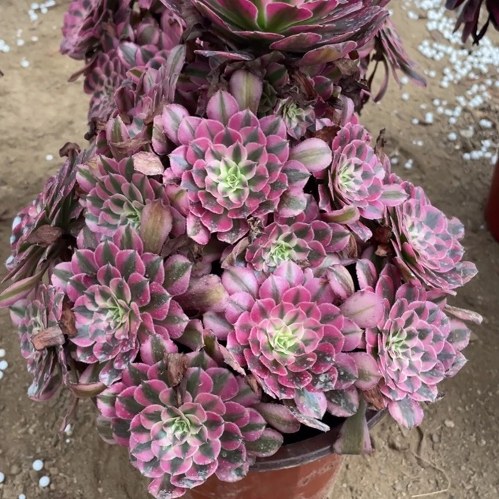 无花朵104多肉植物红铜白