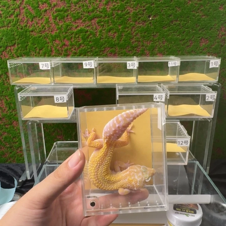 豹纹守宫开搞豹纹，最后一个！