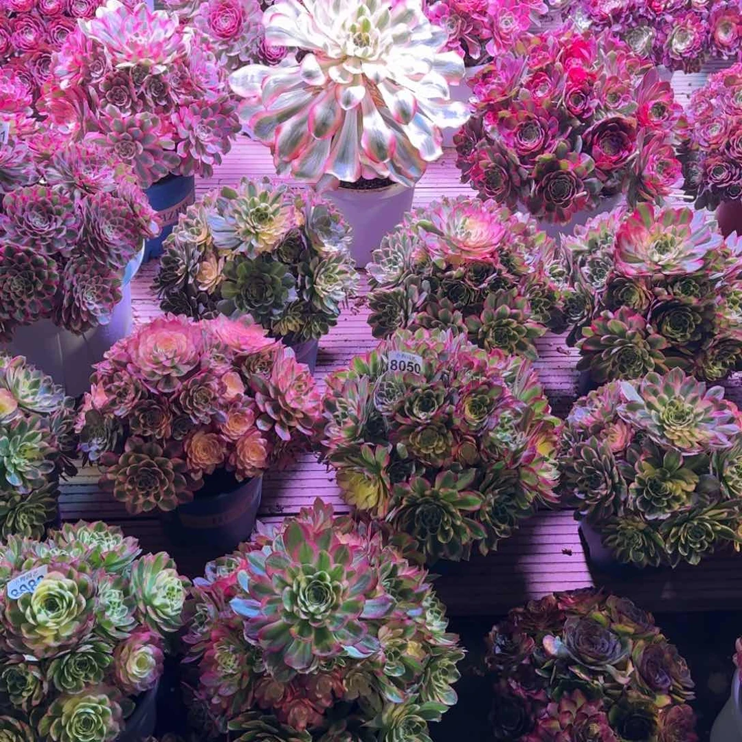 蜂*子多肉植物法师10级福利