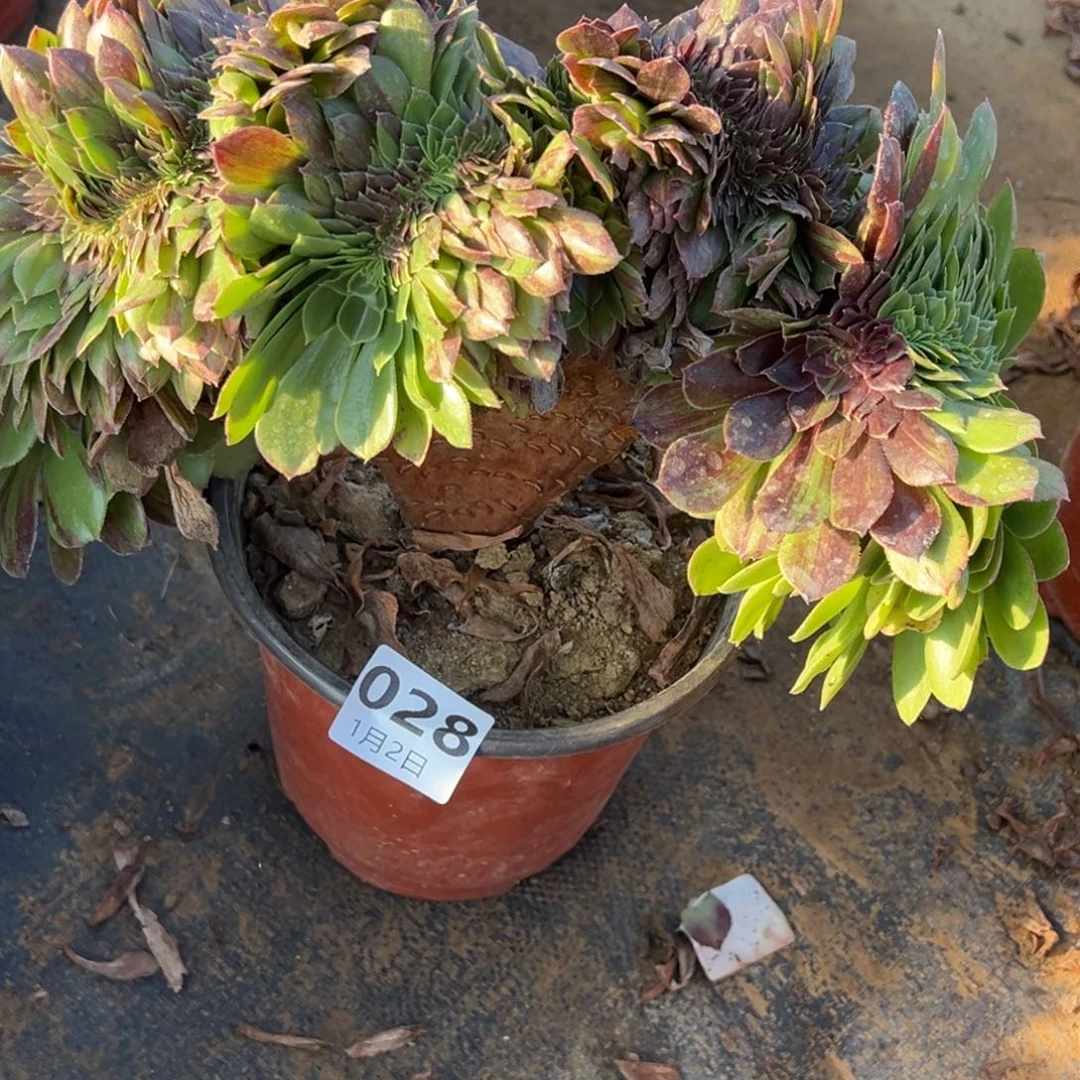 1.2-28花月夜缀多肉植物