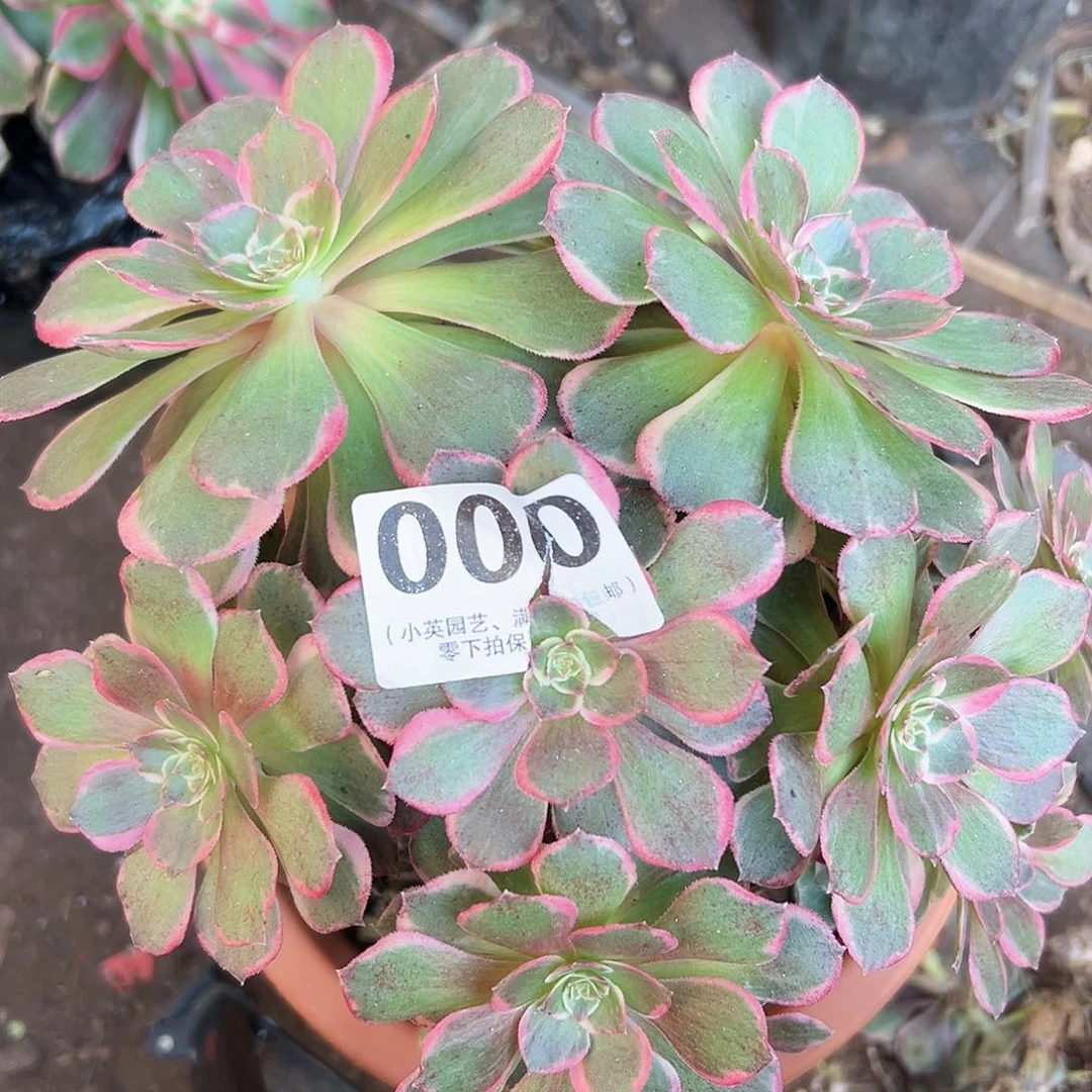 粉花妖000多肉植物多肉植物
