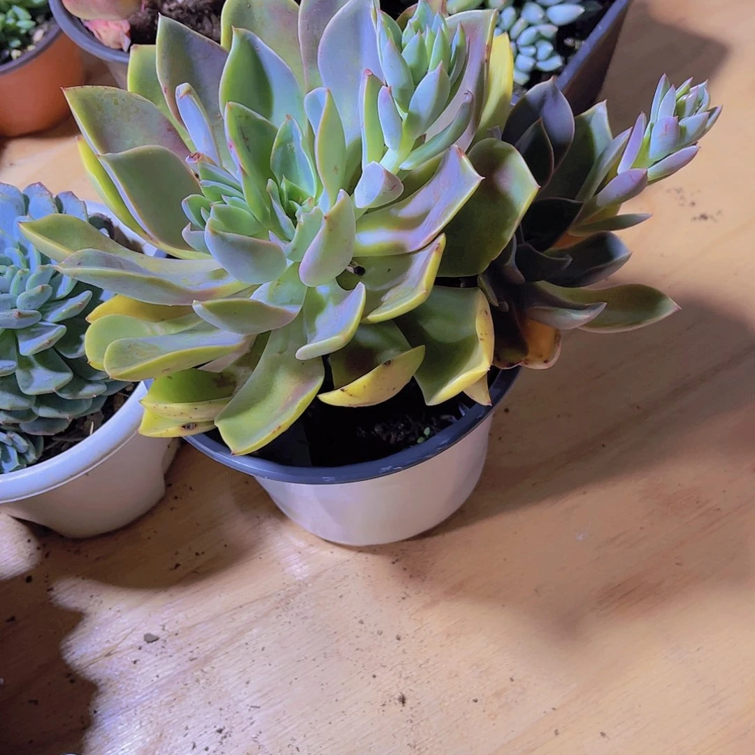 最***柔0000000000000000131