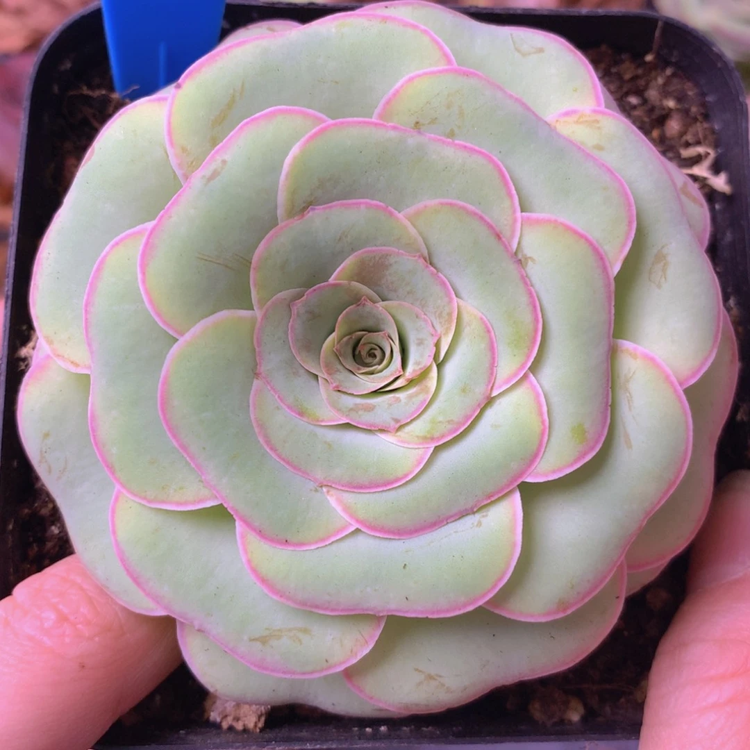 一物一拍星辰福利170