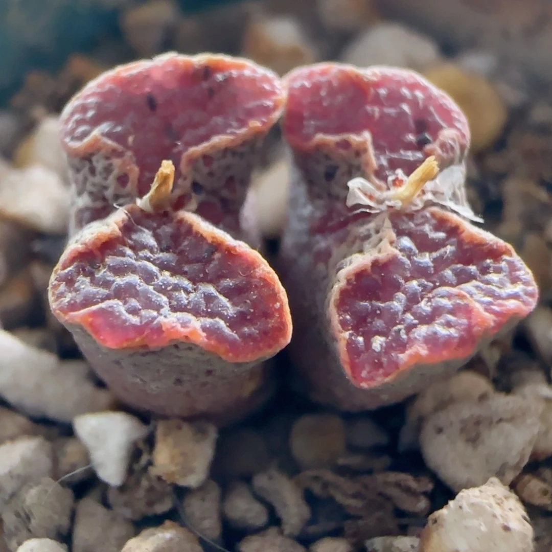 精品超蝶。      全窗金边。TS