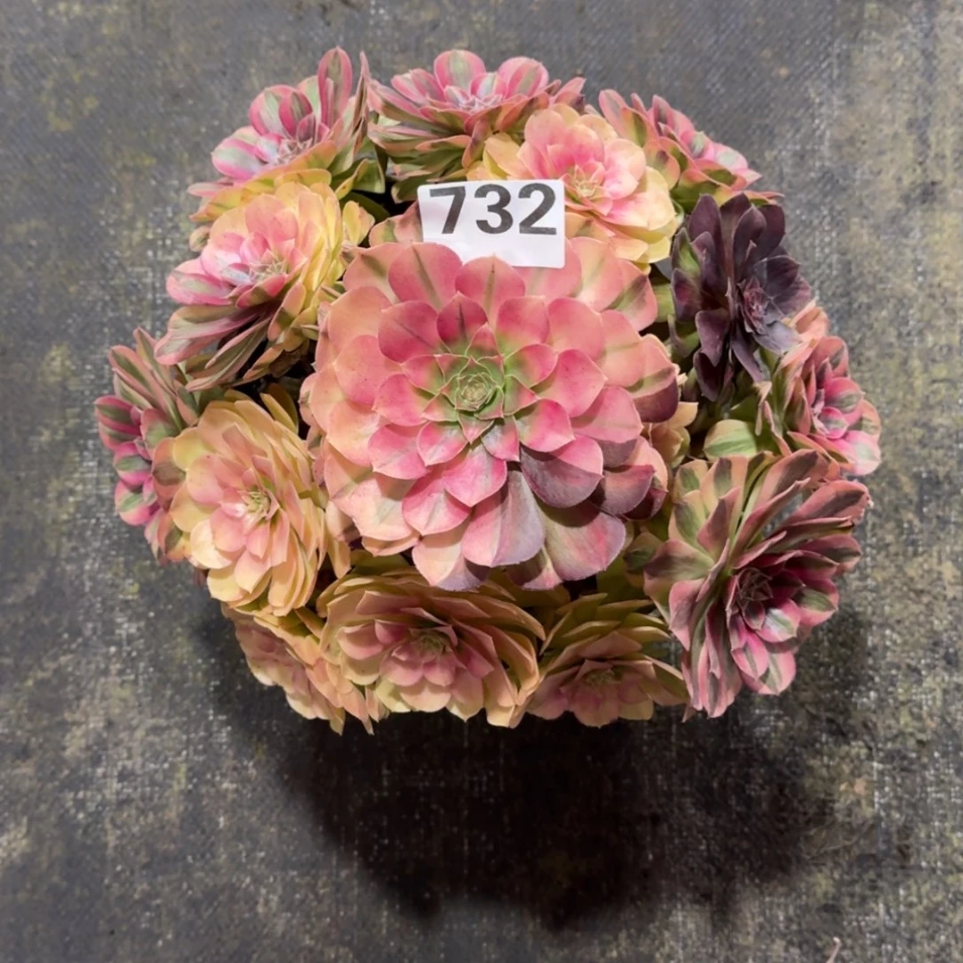 732！雨菏法师多肉植物