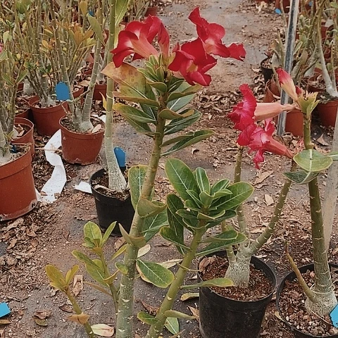 【闪购商品】平****9绿植