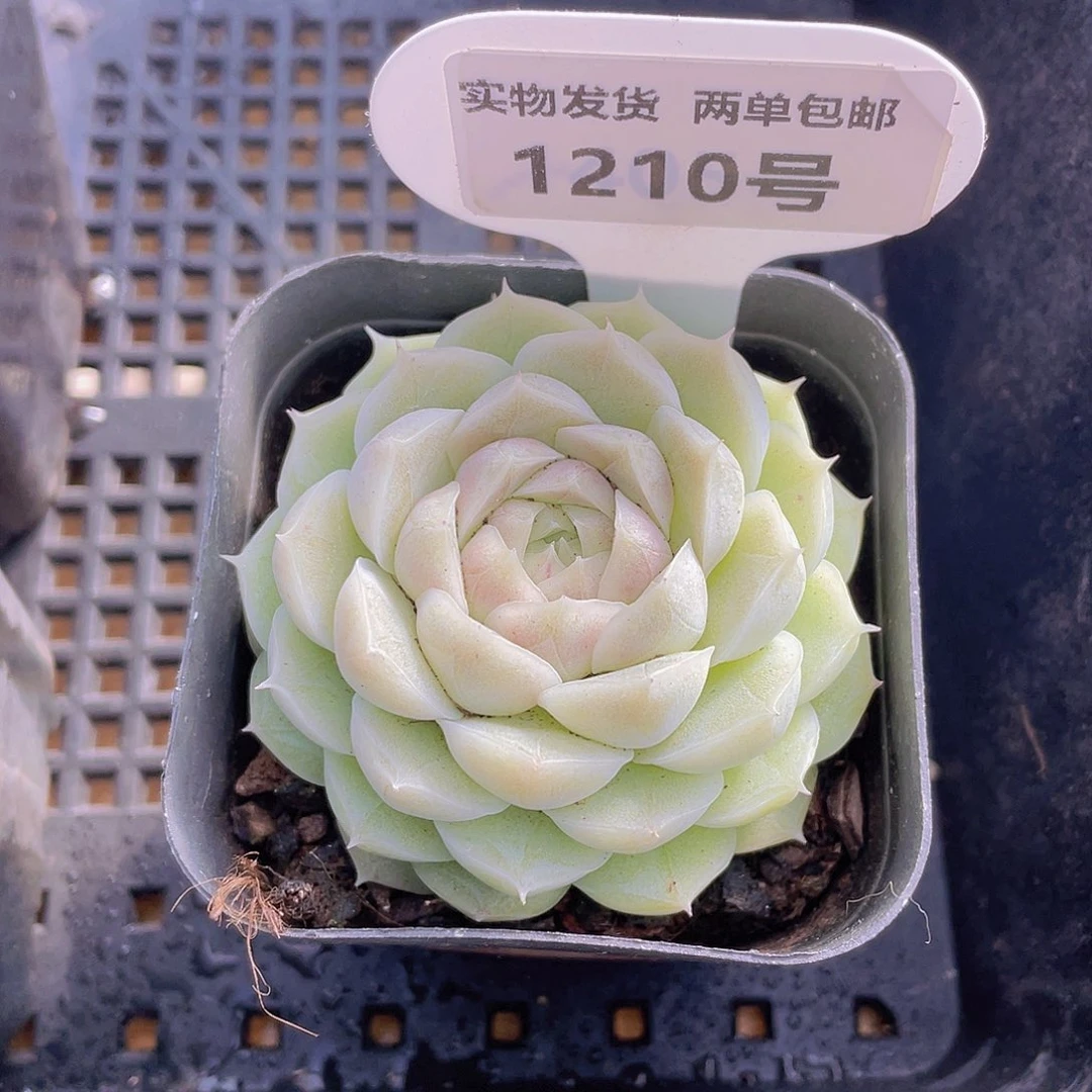 1210号 白玉麦秆单头一个