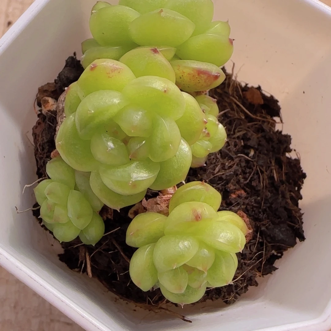 灯泡珍妮精控一颗7头