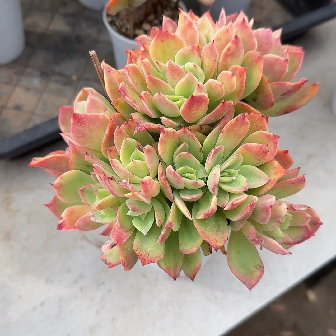 汪***汪乔伊多肉植物一颗