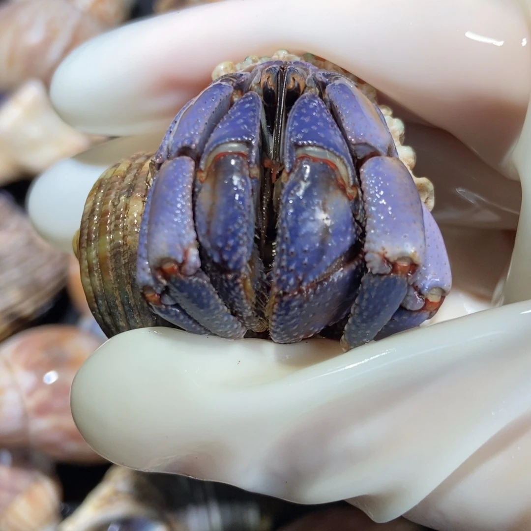 3.1口径香芋紫紫陆 不退不换