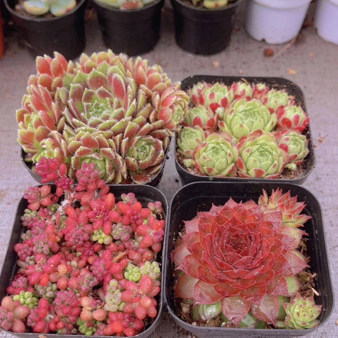不怕晒套餐带盆土多肉